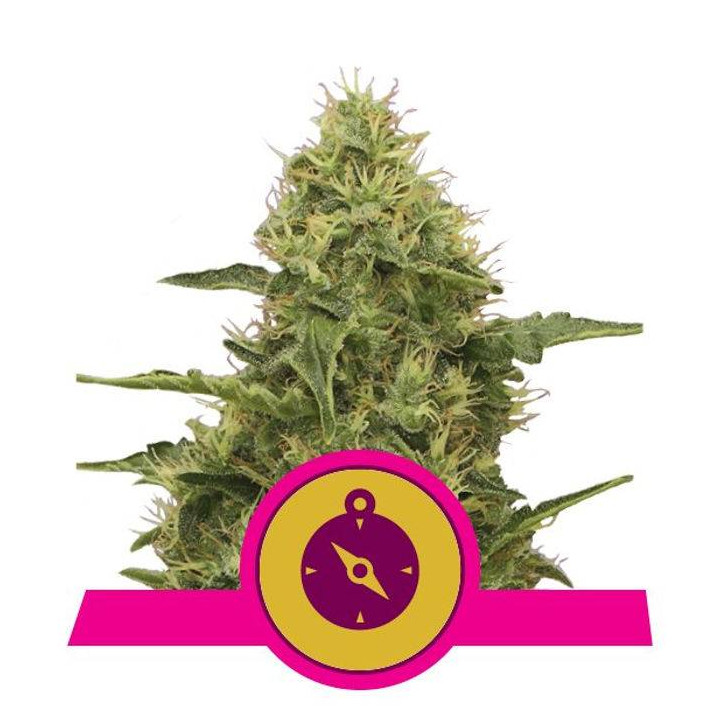 Northern Light (Royal Queen Seeds)