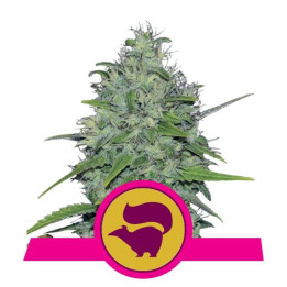 Skunk XL (Royal Queen Seeds)