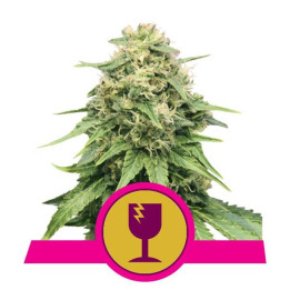 Critical (Royal Queen Seeds)