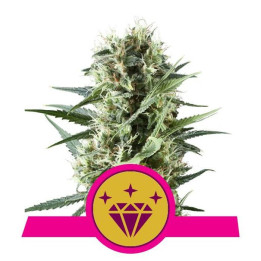 Special Kush 1 (Royal Queen Seeds)
