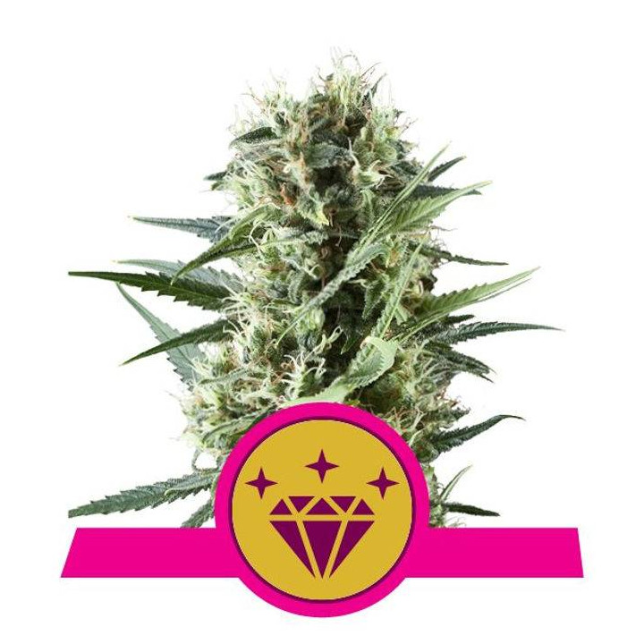 Special Kush 1 (Royal Queen Seeds)