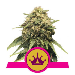Special Queen 1 (Royal Queen Seeds)