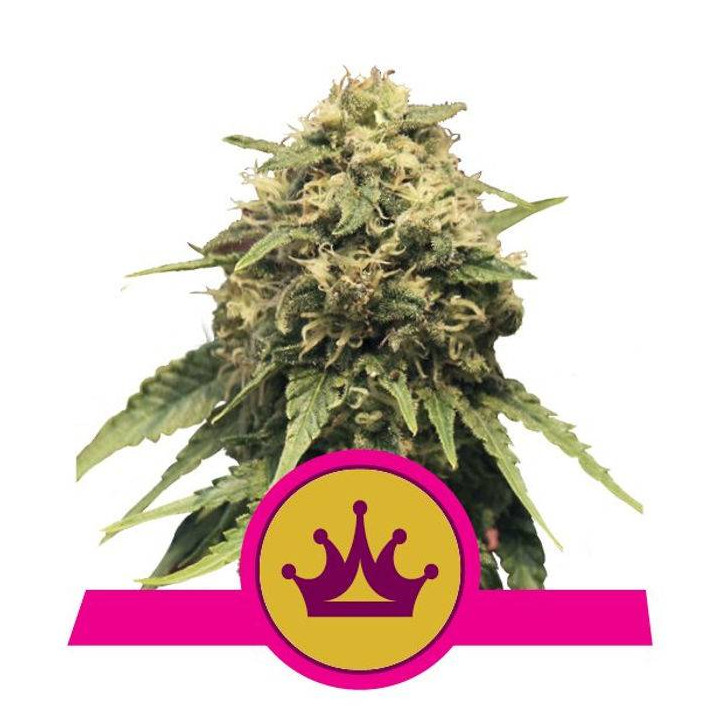 Special Queen 1 (Royal Queen Seeds)