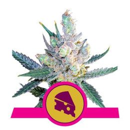 Royal Cheese - Fast Flowering (Royal Queen Seeds)