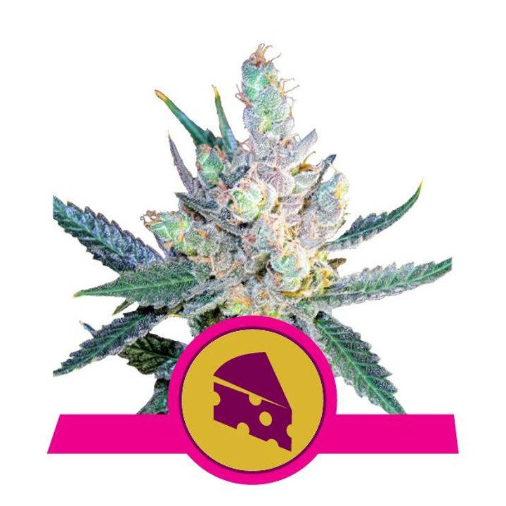 Royal Cheese - Fast Flowering (Royal Queen Seeds)