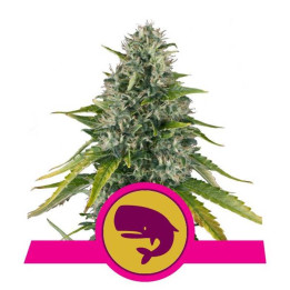 Royal Moby (Royal Queen Seeds)