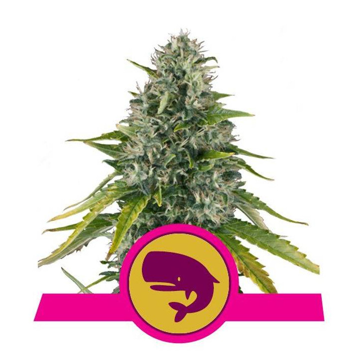 Royal Moby (Royal Queen Seeds)