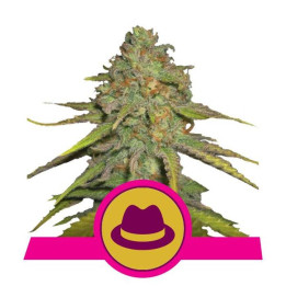 O.G. Kush (Royal Queen Seeds)