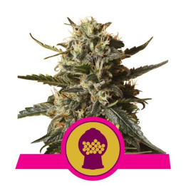 Bubblegum XL (Royal Queen Seeds)