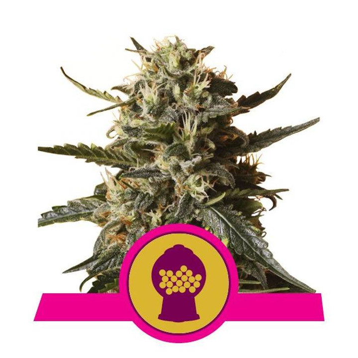 Bubblegum XL (Royal Queen Seeds)