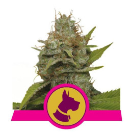 Kali Dog (Royal Queen Seeds)