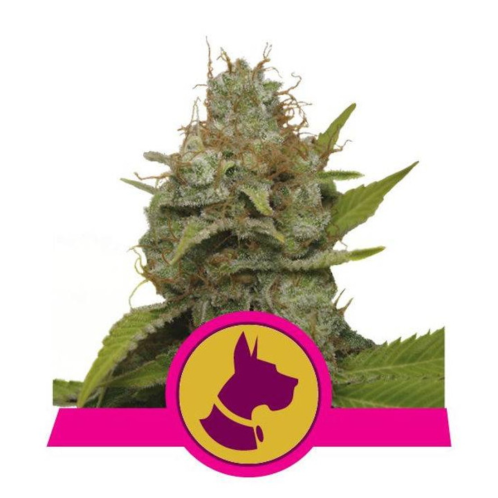 Kali Dog (Royal Queen Seeds)
