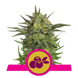 Haze Berry (Royal Queen Seeds)
