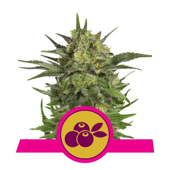 Haze Berry (Royal Queen Seeds)
