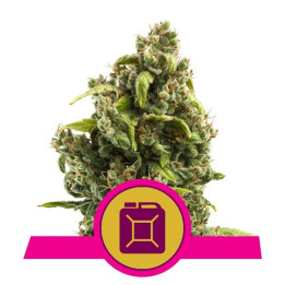 Sour Diesel (Royal Queen Seeds)