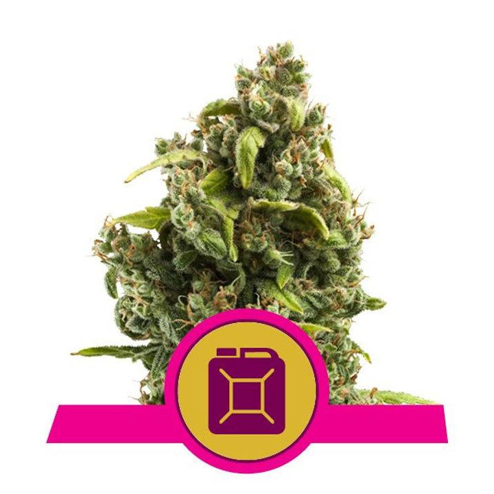 Sour Diesel (Royal Queen Seeds)