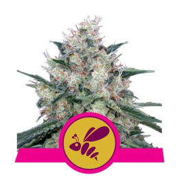 Honey Cream - Fast Flowering (Royal Queen Seeds)