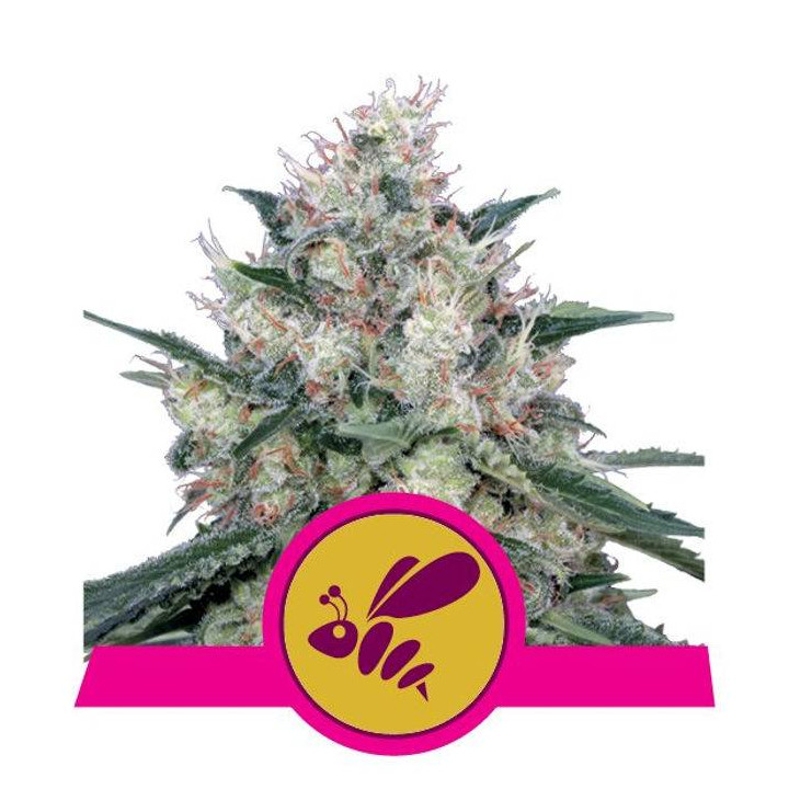Honey Cream - Fast Flowering (Royal Queen Seeds)