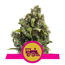 Candy Kush Express - Fast Flowering (Royal Queen Seeds)