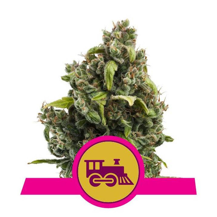 Candy Kush Express - Fast Flowering (Royal Queen Seeds)