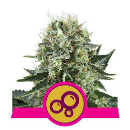Bubble Kush (Royal Queen Seeds)