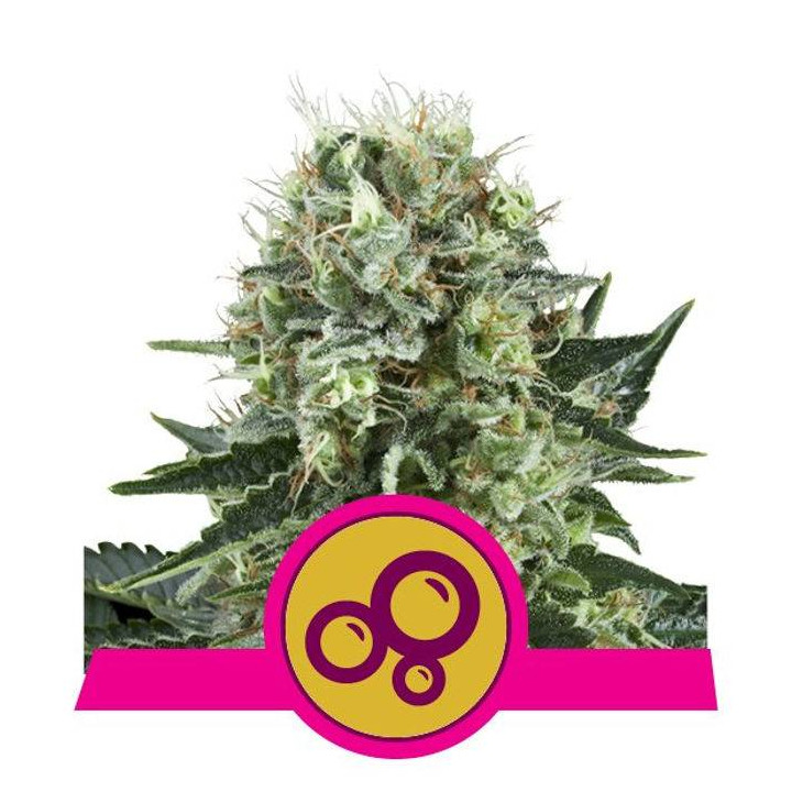 Bubble Kush (Royal Queen Seeds)