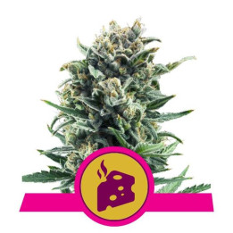 Blue Cheese (Royal Queen Seeds)