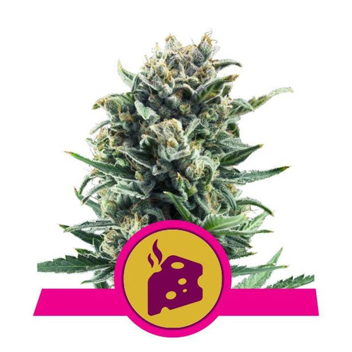 Blue Cheese (Royal Queen Seeds)