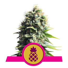 Pineapple Kush (Royal Queen Seeds)