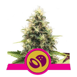 Somango XL (Royal Queen Seeds)