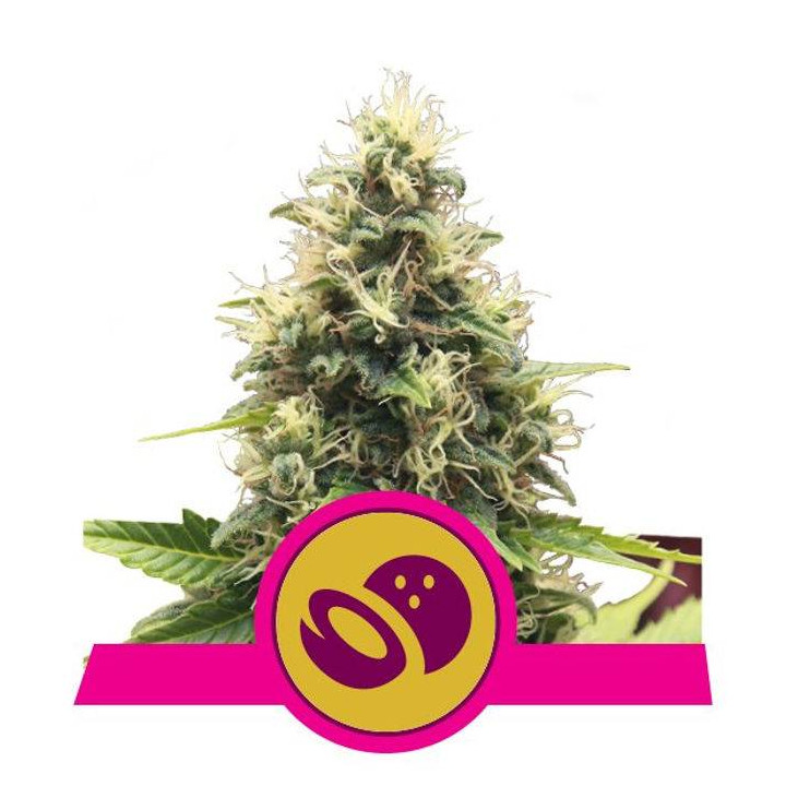 Somango XL (Royal Queen Seeds)