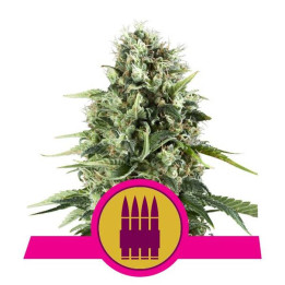 Royal AK (Royal Queen Seeds)
