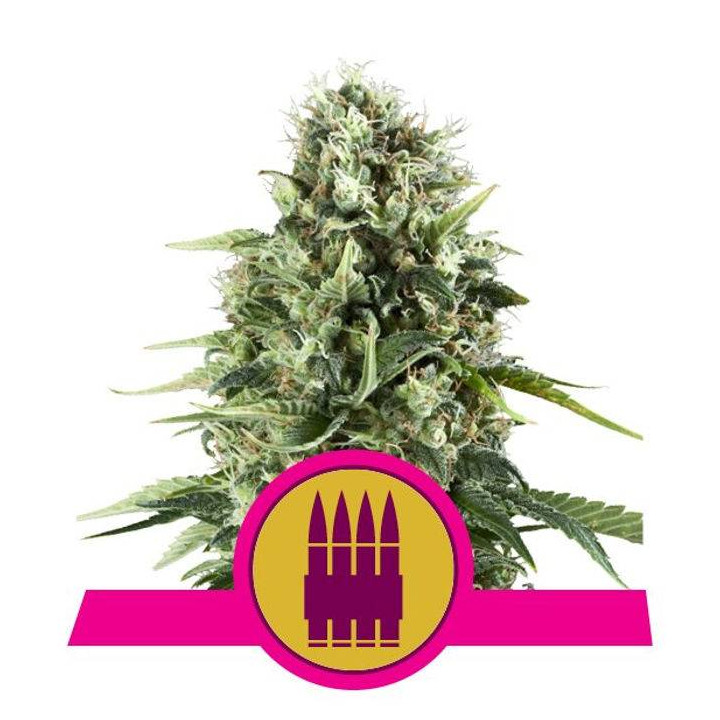 Royal AK (Royal Queen Seeds)