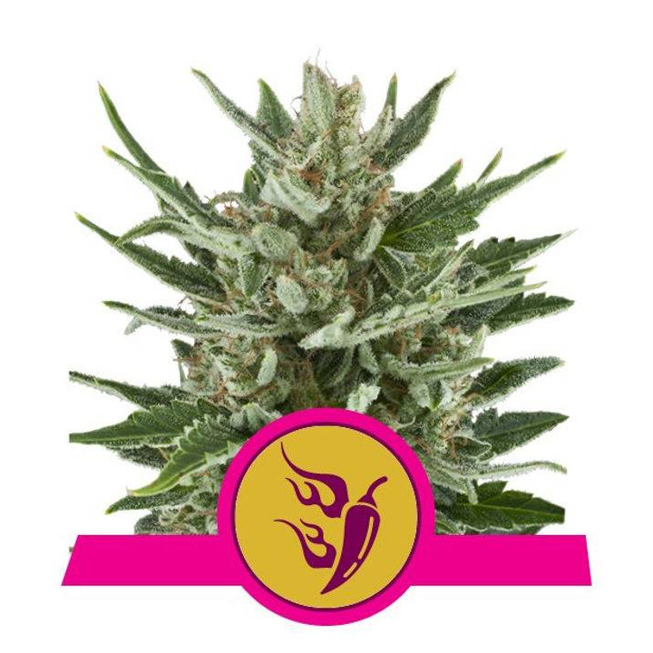 Speedy Chile - Fast Flowering (Royal Queen Seeds)