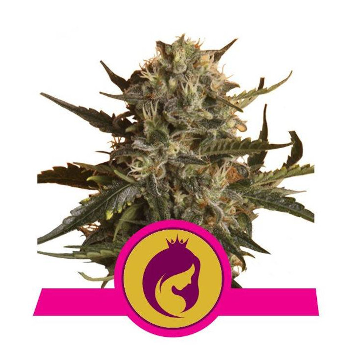 Royal Madre (Royal Queen Seeds)