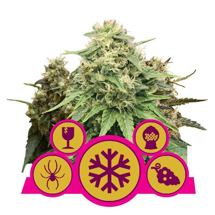Mix Feminizadas (Royal Queen Seeds)
