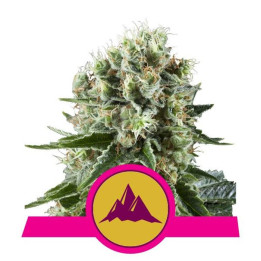 Critical Kush (Royal Queen Seeds)
