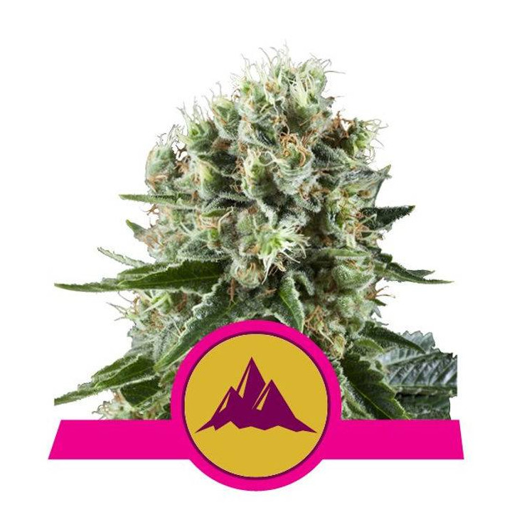 Critical Kush (Royal Queen Seeds)