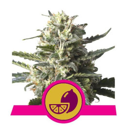 Lemon Shining Silver Haze (Royal Queen Seeds)