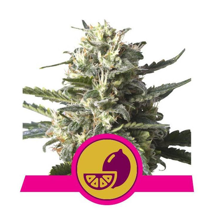 Lemon Shining Silver Haze (Royal Queen Seeds)