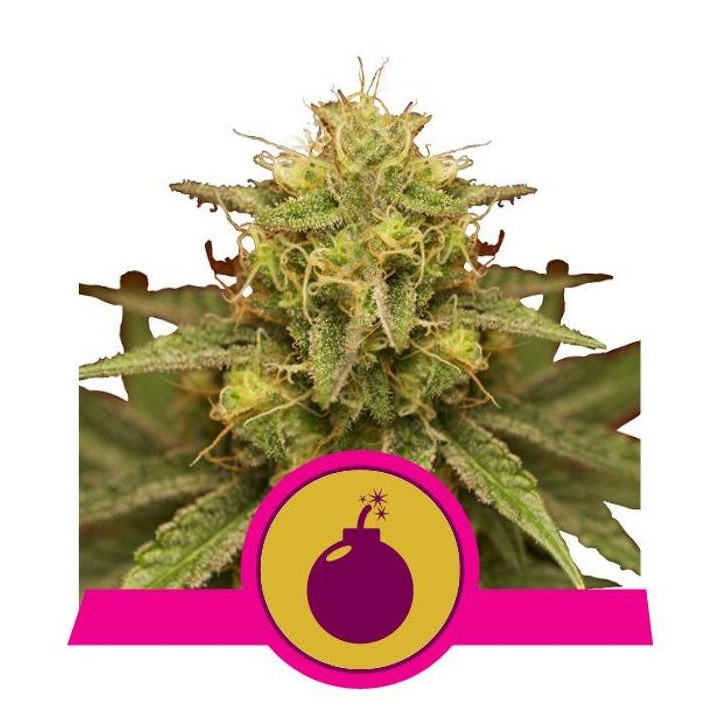 Royal Domina (Royal Queen Seeds)