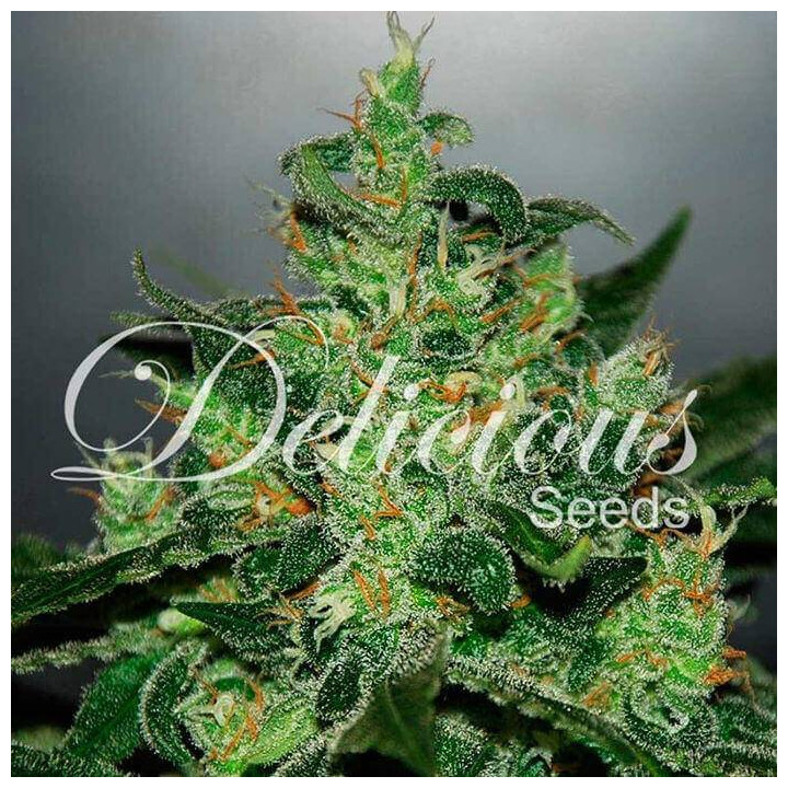 Critical Jack Herer Auto (Delicious Seeds)
