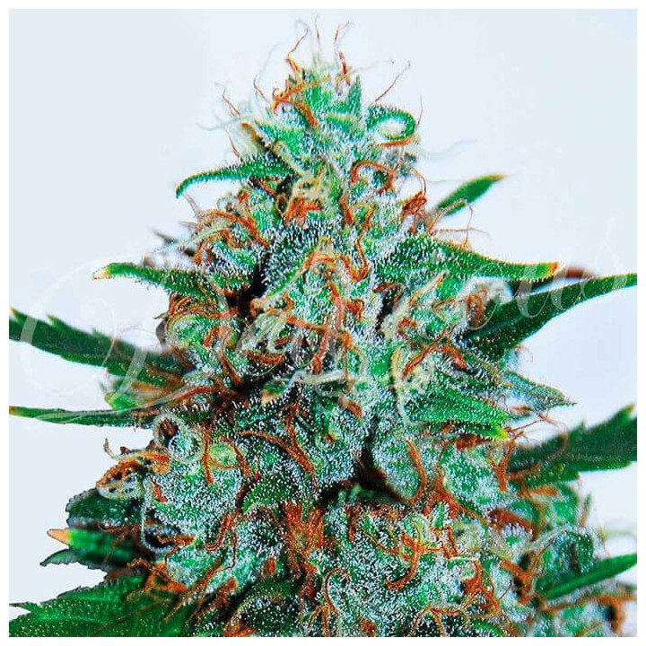 Critical Neville Haze Auto (Delicious Seeds)