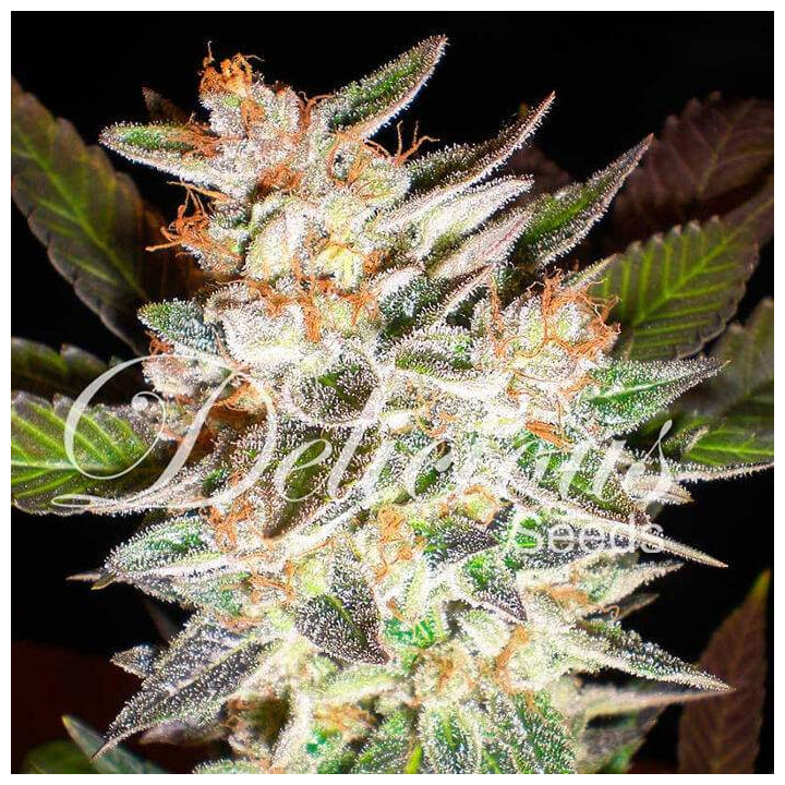 Delicious Candy Auto (Delicious Seeds)