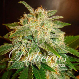 La Bella Afrodita (Delicious Seeds)
