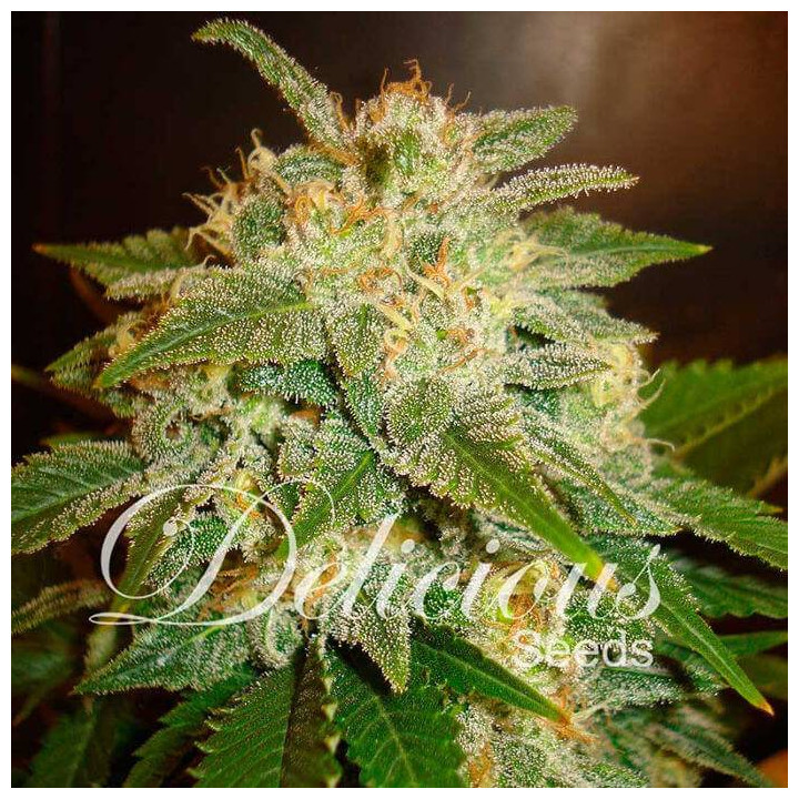 La Bella Afrodita (Delicious Seeds)