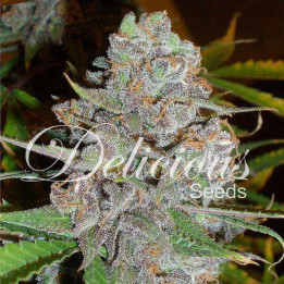 La Diva (Delicious Seeds)