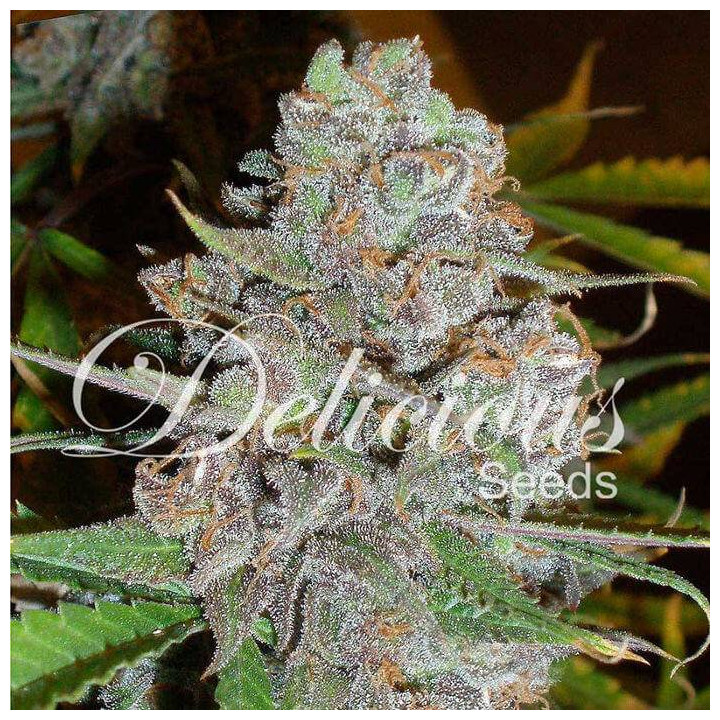 La Diva (Delicious Seeds)