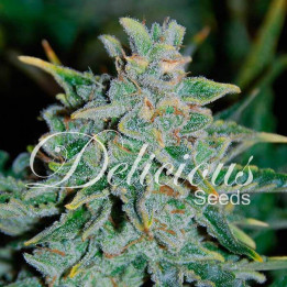 Northern Light Blue Auto (Delicious Seeds)