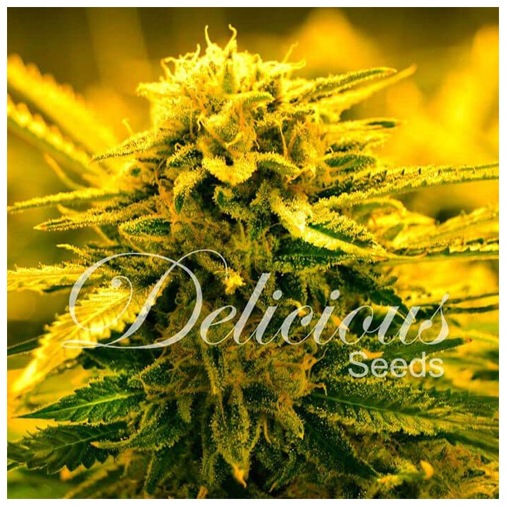 Sugar Black Rose Auto (Delicious Seeds)